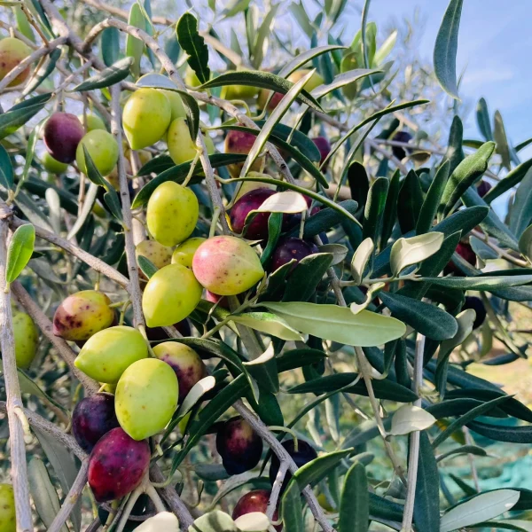 Domaine Camp de l’Oliu