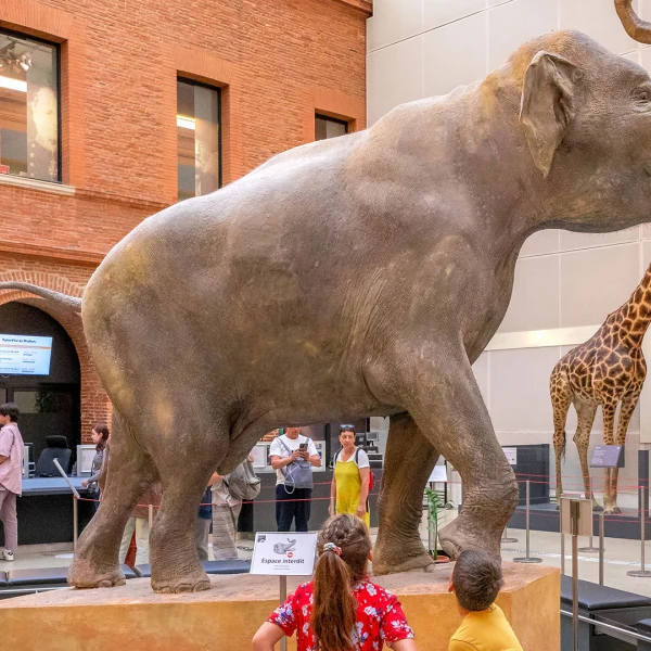 Muséum de Toulouse